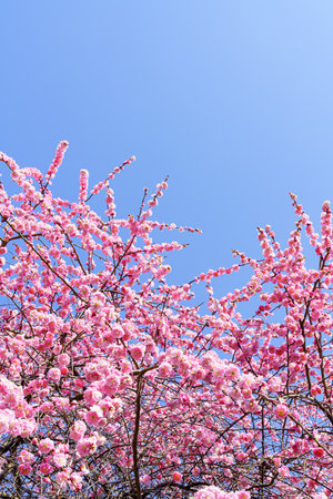 Plum blossoms blooming in Japanese garden