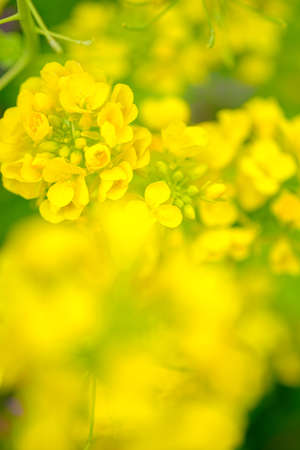Rape blossom, flowers of canolasの写真素材