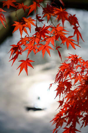 The leaves turn yellow in the fall. Japanese autumn leaves.