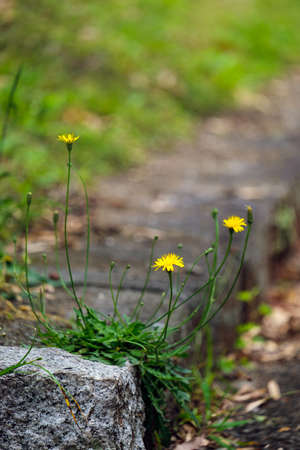 Dandelion on green background. Spring flowers on the groundの写真素材