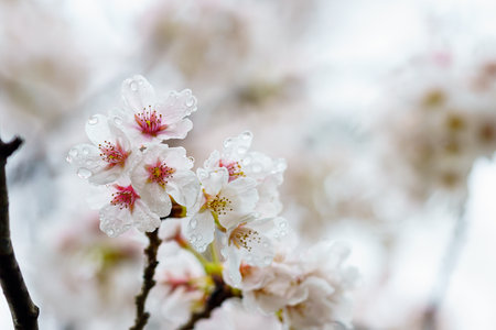 Sakura wet in the rain. Beautiful cherry blossom 'sakura' in spring time