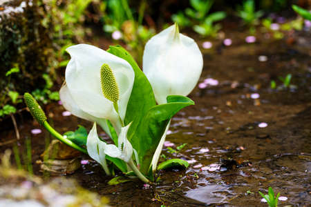 Flower of white skunk cabbage (asian skunk cabbage), Lysichitum camtschatcenseの写真素材