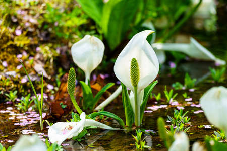 Flower of white skunk cabbage (asian skunk cabbage), Lysichitum camtschatcense