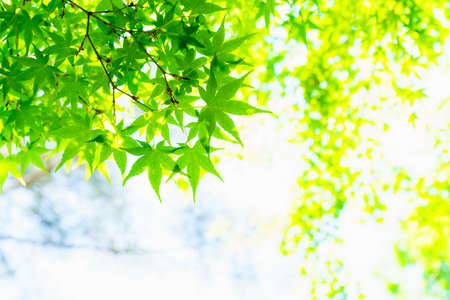 Fresh green leaves and background