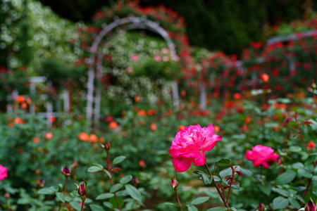 Rose flower in the rose gardenの写真素材