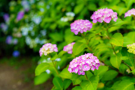 Hydrangea blossom in the gardenの写真素材