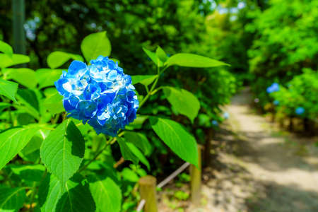 Hydrangea blossom in the gardenの写真素材
