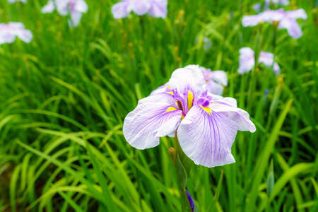 Japanese iris flowers on green background