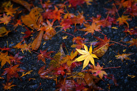 The leaves turn yellow in the fall. Japanese autumn leaves.