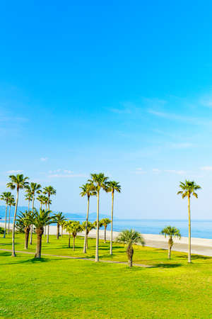 Palm trees on blue sky. Summer travel backgroundの写真素材