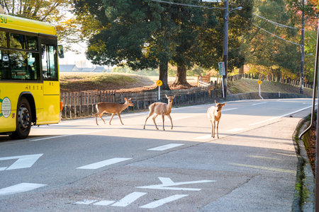 Deer in Nara Park have been protected very carefully since ancient timesのeditorial素材
