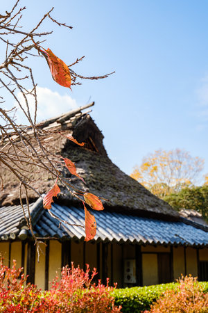 Japanese old house and autumn plantsの写真素材