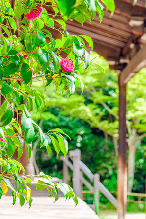Byakugou-ji temple in Nara City, Nara Prefecture in Japan. (Taken on 04-11-2023)のeditorial素材