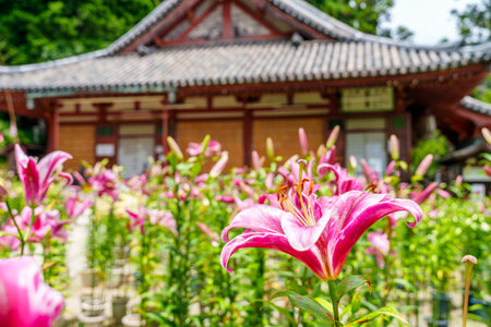 Matsuo-dera temple in Yamatokoriyama City, Nara Prefecture in Japan. (Taken on 07-03-2023)のeditorial素材