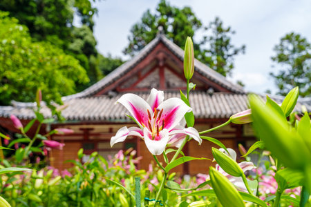 Matsuo-dera temple in Yamatokoriyama City, Nara Prefecture in Japan. (Taken on 07-03-2023)のeditorial素材