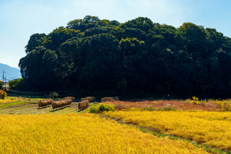 Ancient queen Himiko's Tomb 'Hashihaka' in Sakurai city, Nara prefecture in Japan. (Taken on 11-01-2023)のeditorial素材