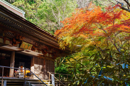 Murou-ji temple in uda city, nara prefecture in Japan. (Taken on 11-21-2023)のeditorial素材