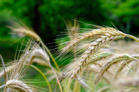 young green wheat and green grassの写真素材