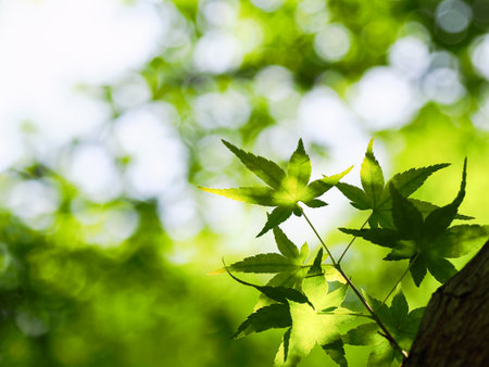 Fresh green leaves and background