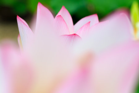 Lotus flower blooming in summer pond with green leaves as backgroundの写真素材