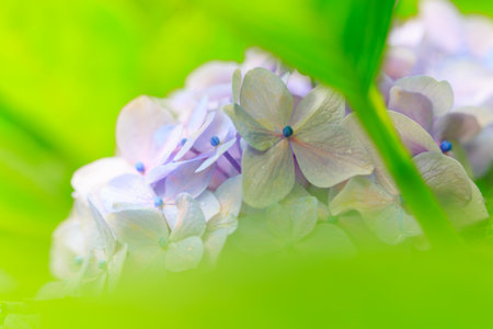 Hydrangea blossom in the garden