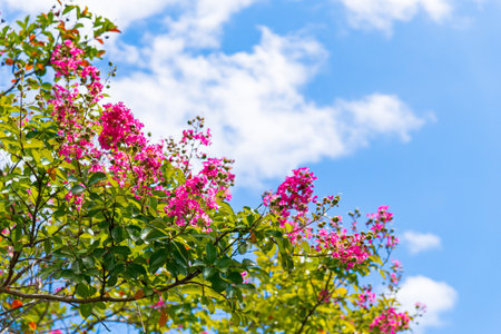 The crape myrtle is full bloomの写真素材