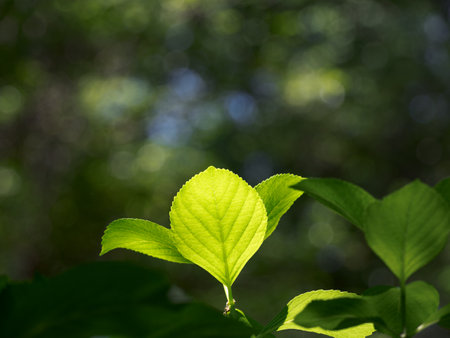 Fresh green leaves and background