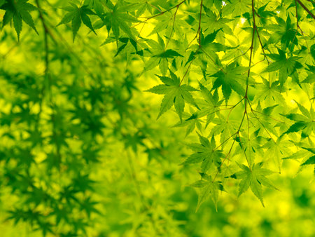 Fresh green leaves and backgroundの写真素材