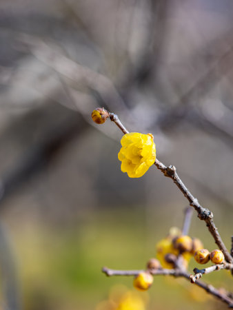 Blooming wintersweet flowers in winterの写真素材