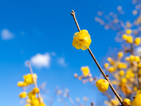Yellow wintersweet flower under blue skyの写真素材