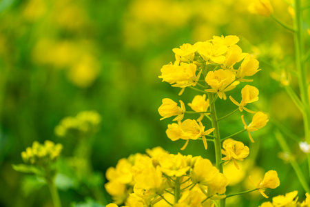 Beautiful spring field full of yellow rapeseed blossoms