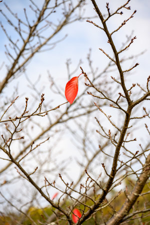 Last Autumn Leaf on a Bare Tree Branchの写真素材