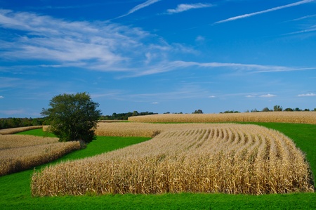 Rows of corn await harvest under September skies in Southern Wisconsin.