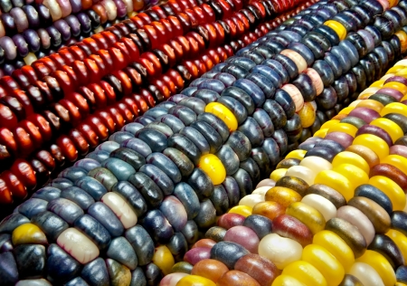 Indian Corn:  Variegated maize ears display a variety of decorative colors.