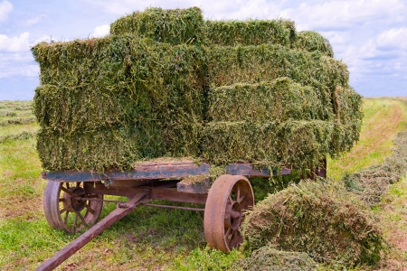 Hay Wagon   An old wooden cart with heavy iron wheels gathers bales of fresh green hay on a farm in southern Pennsylvania の写真素材
