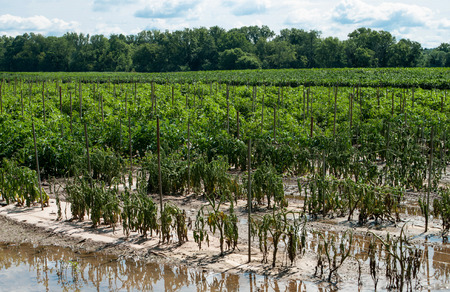 Flood Damaged Tomato Crop  Description:  Tomato plants wither and die due to flooding on a farm in upstate New York.の写真素材