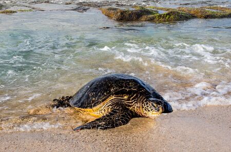 Sea Turtle Arriving on Shore:  An incoming tide helps a large sea turtle, ready to lay eggs, onto a...