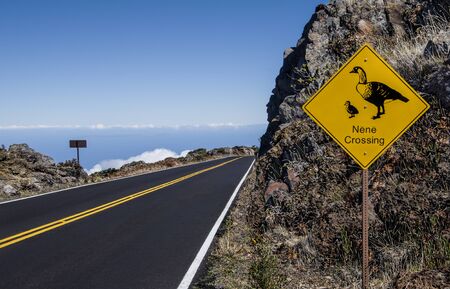 Rare Bird Crossing Sign:  A sign on the road to Mt. HaleakalÄ warns Maui motorists to be alert for Nene (Branta sandvicensis, Hawaiian goose), Hawaiiâs endangered state bird.の写真素材