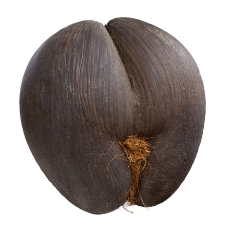 Seychelles sea s coconut  coco de mer の写真素材