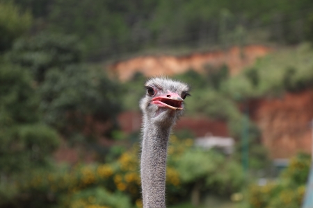 the head of an ostrich on a green background of leavesの写真素材