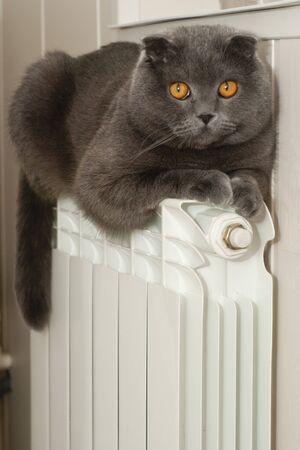Lilac-coated Scottish Fold male cat warms on a hot heating battery in the fall or winter seasonの写真素材