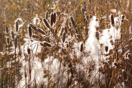 Dry cattails (typha) in autumn with fluffy cobs and flying seeds at sunsetの写真素材