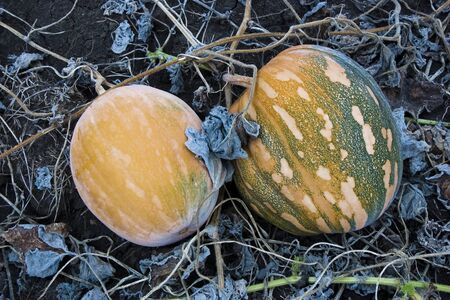 Two pumpkins lie in the field during harvestingの写真素材