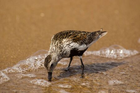 One bird Dunlin on the sandy sea shore looking for foodの写真素材