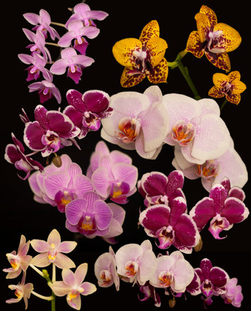 Orchid flowers Phalaenopsis. Branches of flowering Orchid Phalaenopsis (known as butterfly orchids) on a black background. Selective focusの写真素材