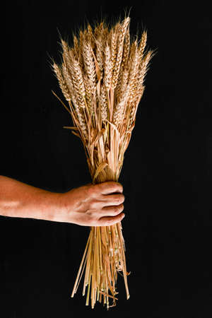 Sheaf of wheat in a man's hand on a black backgroundの写真素材