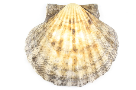 composition of a scallop shell isolated on a white background