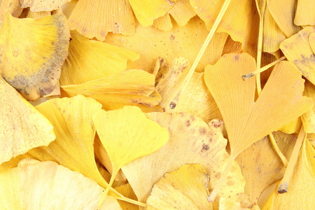 yellow ginkgo biloba leaves in the autumn background texture, selective focus
