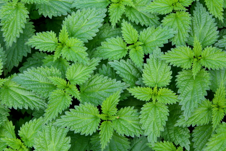 common nettle plant (Urtica dioica)の写真素材