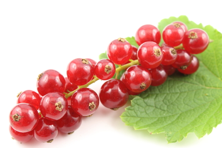 composition of fresh red currant fruits isolated on a white backgroundの写真素材